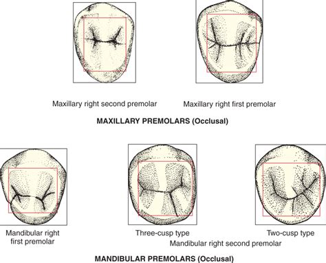 Arch traits that differentiate maxillary from mandibular premolars ...