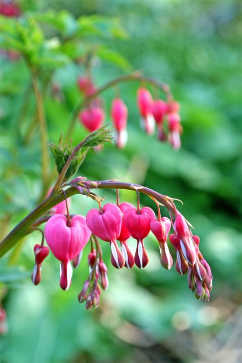 Dicentra Spectabilis – De Vroomen Garden Products | Professional