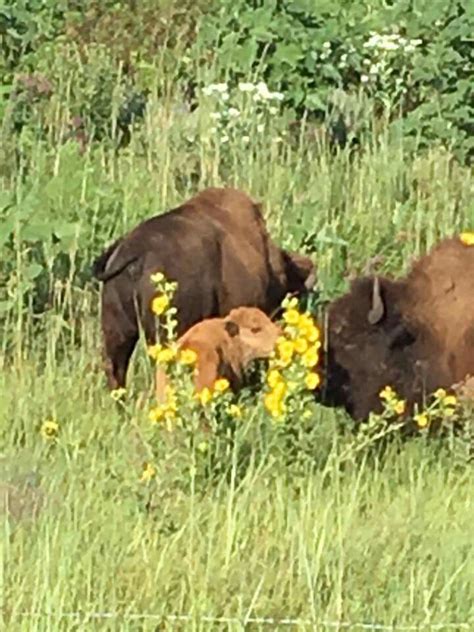 Tallgrass prairie as it should be. Prairie, Kansas, Animals, Animales ...