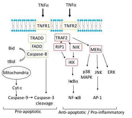 TNF alpha & Inflammation - Assay Genie