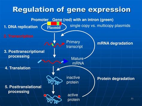 PPT - Gene Expression PowerPoint Presentation, free download - ID:425600