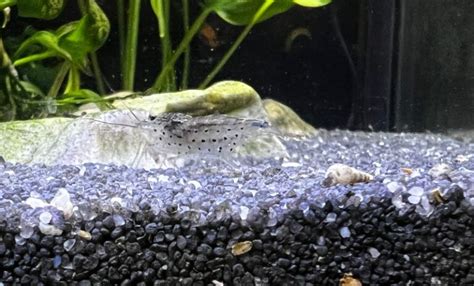 Are Malaysian Trumpet Snails Good Or Bad For My Aquarium? | FishTopics.com