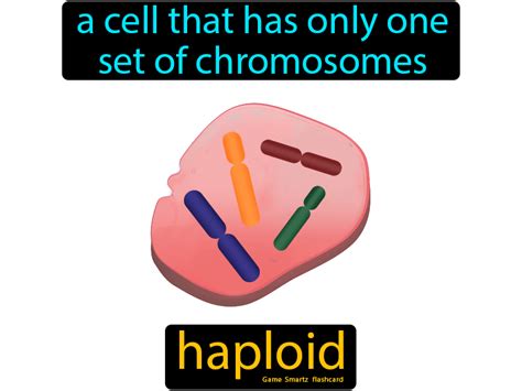 Haploid - Easy Science | Easy science, Medical school essentials ...