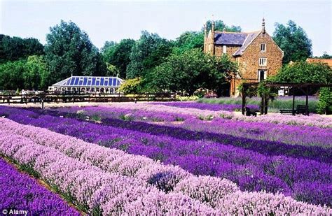 Norfolk | Natural wonders, Norfolk lavender, Wonders of the world