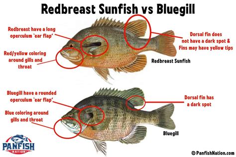 Redbreast Sunfish vs Bluegill - Know These Differences! • Panfish Nation