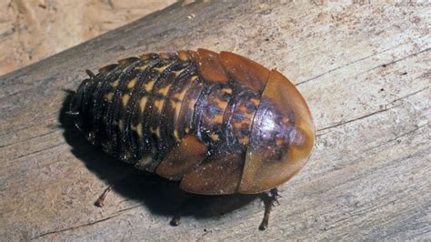 The Scariest Cockroaches on Earth: Giant Burrowing & More (PHOTOS)