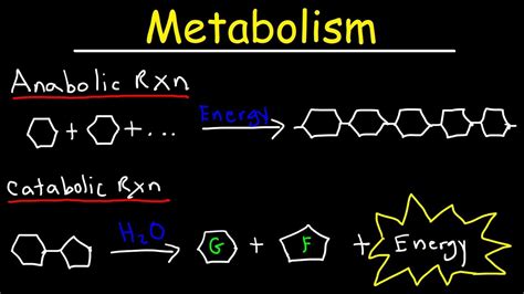 Metabolism, Anabolism, & Catabolism - Anabolic vs Catabolic Reactions ...