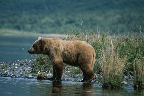 Kodiak brown bear cub dies of bird flu - Alaska Public Media