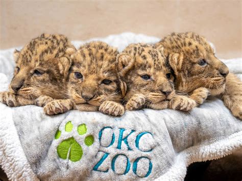 Oklahoma City Zoo wants help naming their lion cubs : NPR