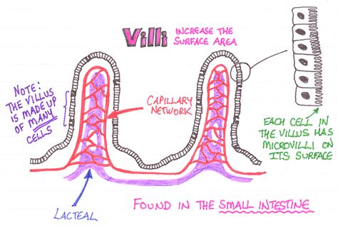 Why do we have villi in the small intestine? | Socratic