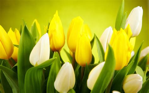 Tulips White Yellow Flowers Spring wallpaper | 2560x1600 | #23672