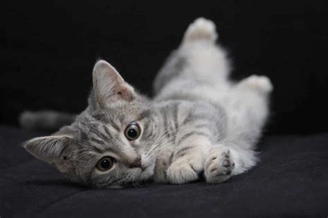 The 34 Most Popular Grey Cat Names