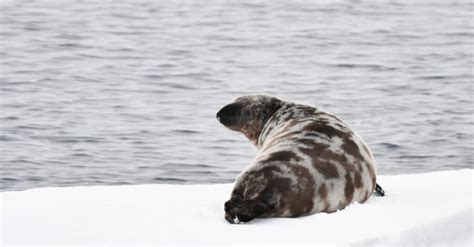 Hooded Seal Animal Facts | Cystophora cristata - Wiki Point