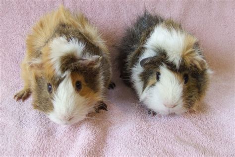 Guinea Pigs - Small Angels Rescue, Inc.