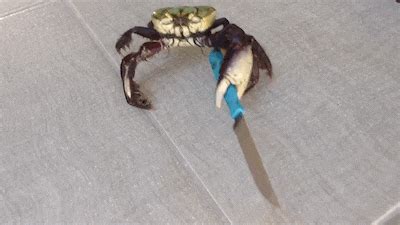 Crab With Knife Bravely Fends Off Idiot With Camera | Crabs animal ...