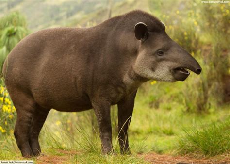 Tapir Facts, Pictures & Video: Learn About This Rare Rainforest Mammal ...