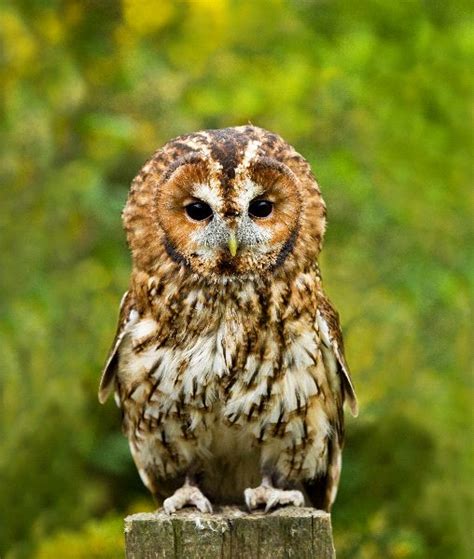 The Highly Territorial Tawny Owl - Owl Facts and Information