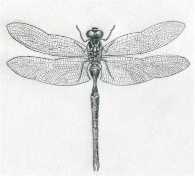 Dragonfly Drawings