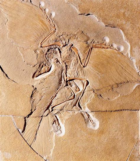 Archaeopteryx: Facts about the Transitional Fossil | Live Science