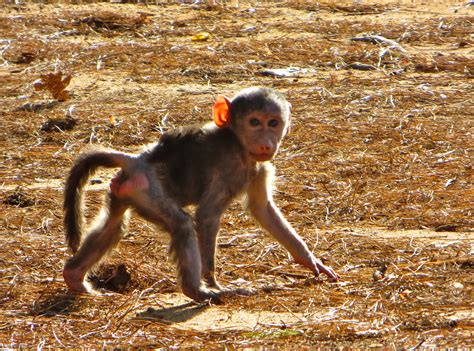 The Adventures of an Aspiring Primatologist: Chacma Baboon Behavior