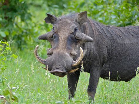 Warthog facts you need to know - Africa Geographic