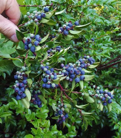 Evergreen Huckleberry / Vaccinium ovatum | Taman buah, Buah, Ilustrasi