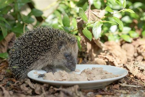 Do Hedgehogs Eat Cat Or Dog Food