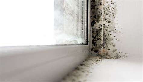 Effects of Mold on Your Air Conditioner | Easy AC