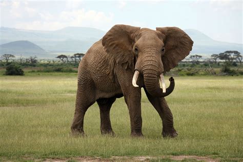 African bush elephant | Size, Habitat, & Facts | Britannica