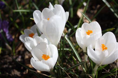 Crocus can show up in the garden as early as February- which is a ...