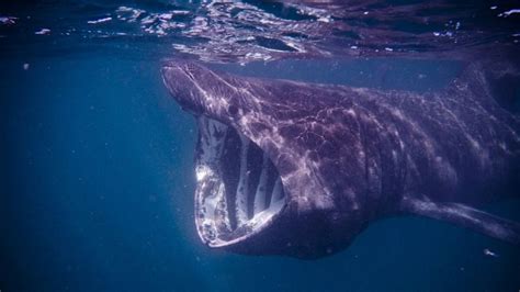 Satellite tracking helping to preserve the mysterious giant basking ...