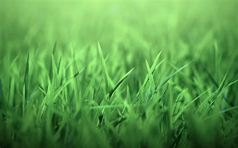 Blissful Grass Wallpaper » Arthatravel.com