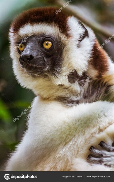 Sifaka lemur — Stock Photo © pierivb #181136848