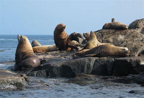 Steller Sea Lion - San Juan Island National Historical Park (U.S ...