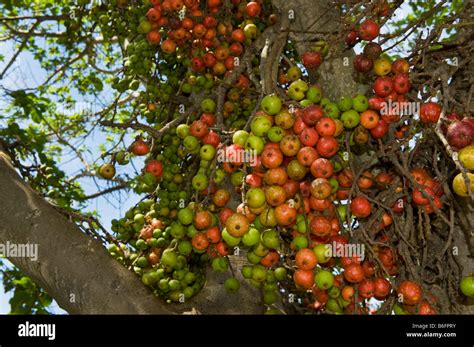 figtree south africa fig tree fruit ripe red green figs fruiting ...