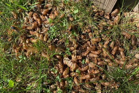 Cicada envy? Look at this Herndon guy’s infestation | WTOP