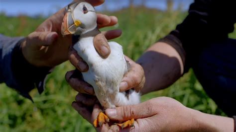 Baby Puffins