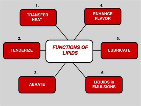 PPT - FUNCTIONS of LIPIDS PowerPoint Presentation, free download - ID ...