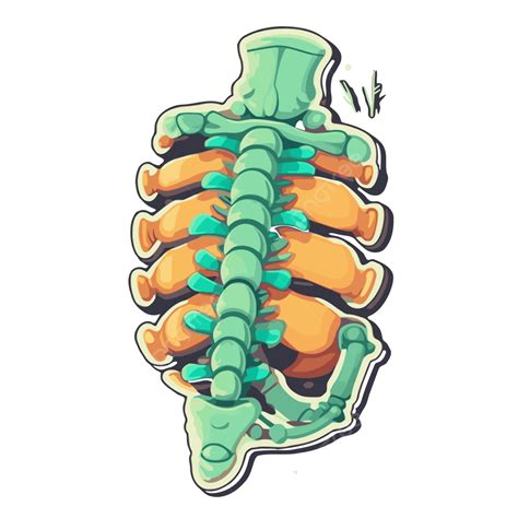 Human Spine Clipart PNG, Vector, PSD, and Clipart With Transparent ...