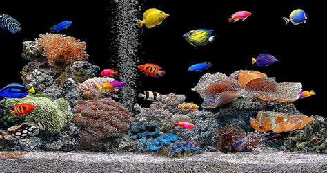 🔥 Download 3d Fish Aquarium Screensaver Wallpaper Best by @annagriffin ...