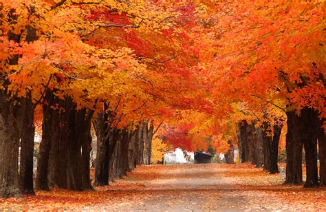 Best Fall Foliage Trees