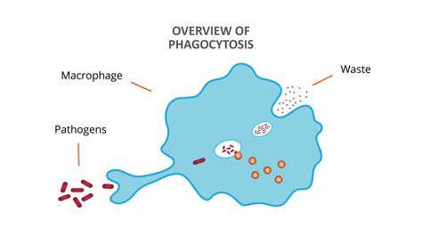 Macrophage Phagocytosis Assay