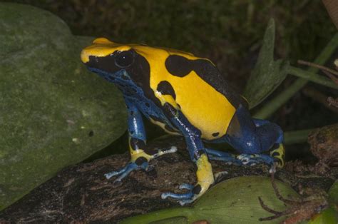 Dendrobates tinctorius - Frogs & Co