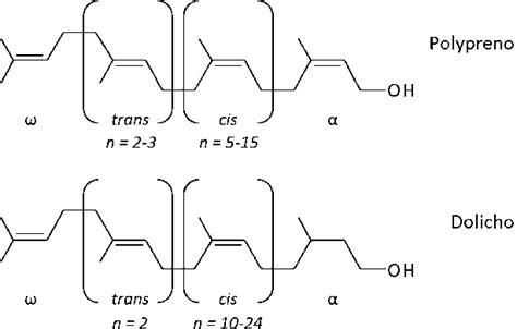 dolichol biosynthetic process | Semantic Scholar