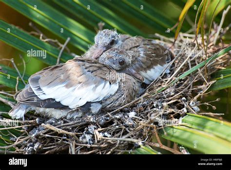 two chicks of white wing dove in tree nest Stock Photo - Alamy