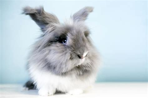 Lionhead Rabbit Breed and Pet Care Information | LoveToKnow Pets