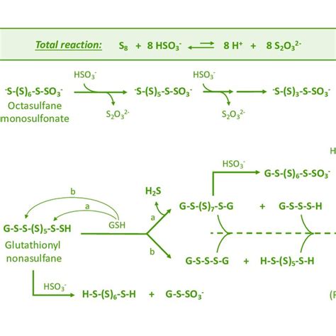 Sulfane sulfur compounds formed due to sulfitolysis (reaction with ...