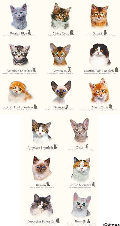 a bunch of cats that are all different colors and sizes on a white ...