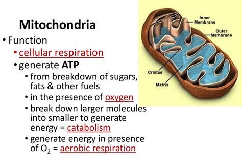 Do plant cells contain mitochondria information | cathyshepherdot