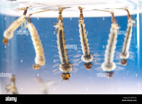 Asian tiger mosquito larvae in water alive, Aedes albopictus. Exotic ...